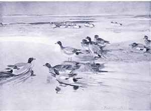 Wigeon on the sands